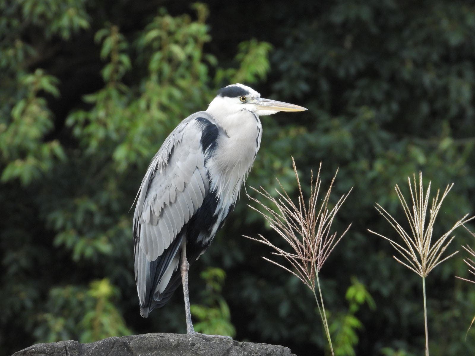 Heron photographed at 180mm with the Nikon COOLPIX P1100 Compact Digital Camera  | Nikon Cameras, Lenses & Accessories
